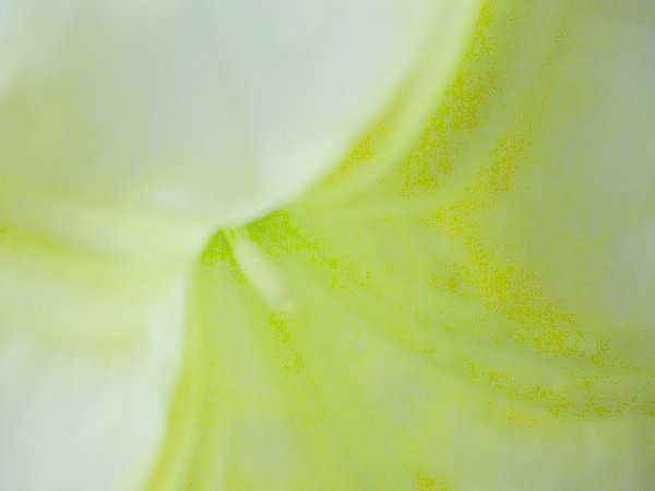 intérieur de fleur de Datura